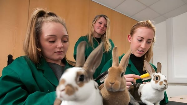 Drei Schülerinnen des South Downs College streicheln mehrere Kaninchen in einem Klassenraum.