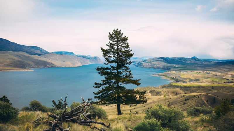 Eine einsame Kiefer steht vor einer bergigen Landschaft mit einem See im Hintergrund auf dem Gelände der South Kamloops Secondary School.