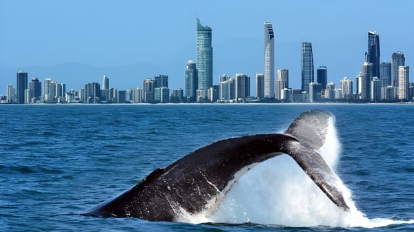Ein großer Wal springt aus dem Wasser vor der Skyline mit modernen Gebäuden in der Nähe der Southport State High School.
