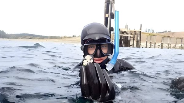 Eine Person mit Tauchausrüstung schwimmt nahe eines Stegs auf dem Gelände der Spring Street International School.
