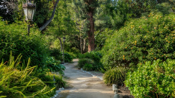 Ein dichter, grüner Waldweg auf dem Campus des Springbank Secondary College führt durch üppiges Laub und hohe Bäume.