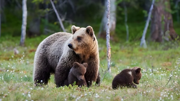 Eine Bärin mit zwei Jungen steht auf einer Wiese mit Bäumen im Hintergrund nahe der St. John’s-Ravenscourt School.