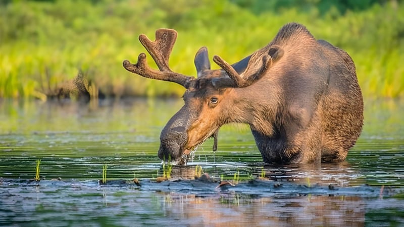 Ein großer Elch steht in einem flachen Teich vor grüner Vegetation auf dem Gelände des Stayner Collegiate Institute.