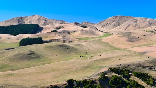 Eine bergige Landschaft mit grasbewachsenen Hügeln und vereinzelten Bäumen vor dem klaren Himmel auf dem Gelände der Taradale High School.