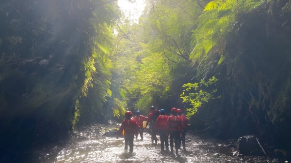 Schüler der Taumarunui High School gehen auf einem Waldweg durch einen grünen, sonnenbeschienenen Wald.