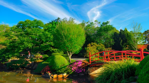 Ein roter Holzsteg führt über einen ruhigen Teich im Garten der Toowoomba Anglican School unter blauem Himmel.