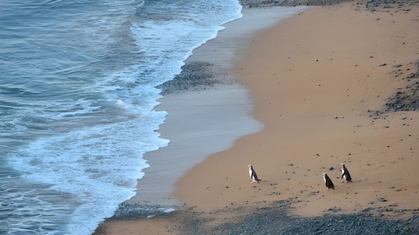 Ein ruhiger Strand mit Wellen und kleinen Figuren im Sand in der Nähe von Waitaki Girls’ High School.