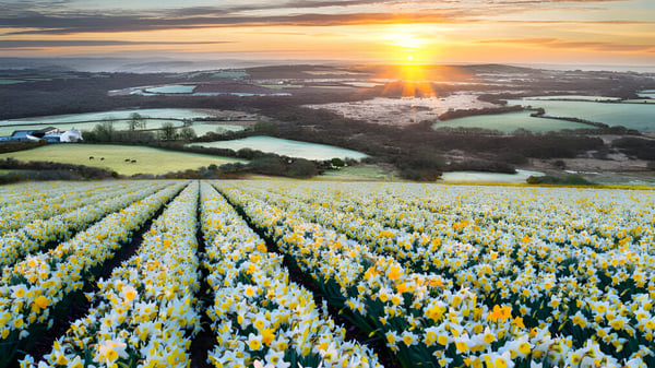 Ein großes Feld mit blühenden Narzissen vor einer Landschaft bei Sonnenuntergang auf dem Gelände der Warminster School.