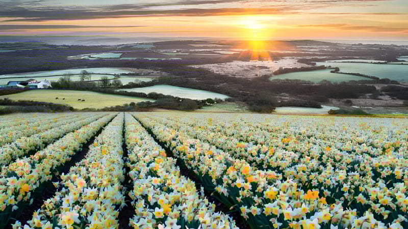 Ein großes Feld mit blühenden Narzissen vor einer Landschaft bei Sonnenuntergang auf dem Gelände der Warminster School.