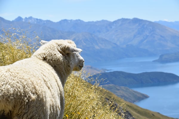 Sheep Southisland NZ_marius