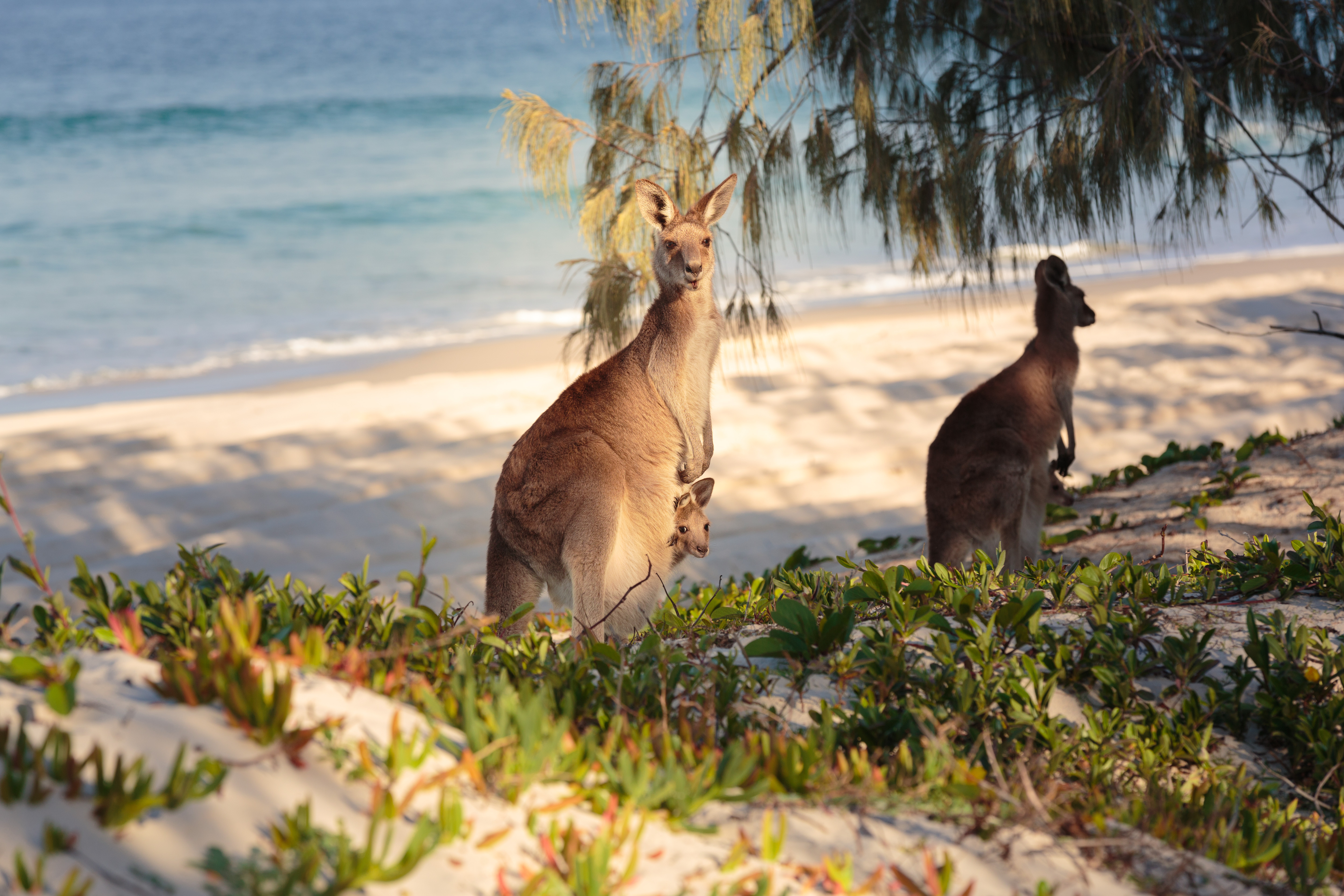 Zwei Kängurus am Strand in Südaustralien