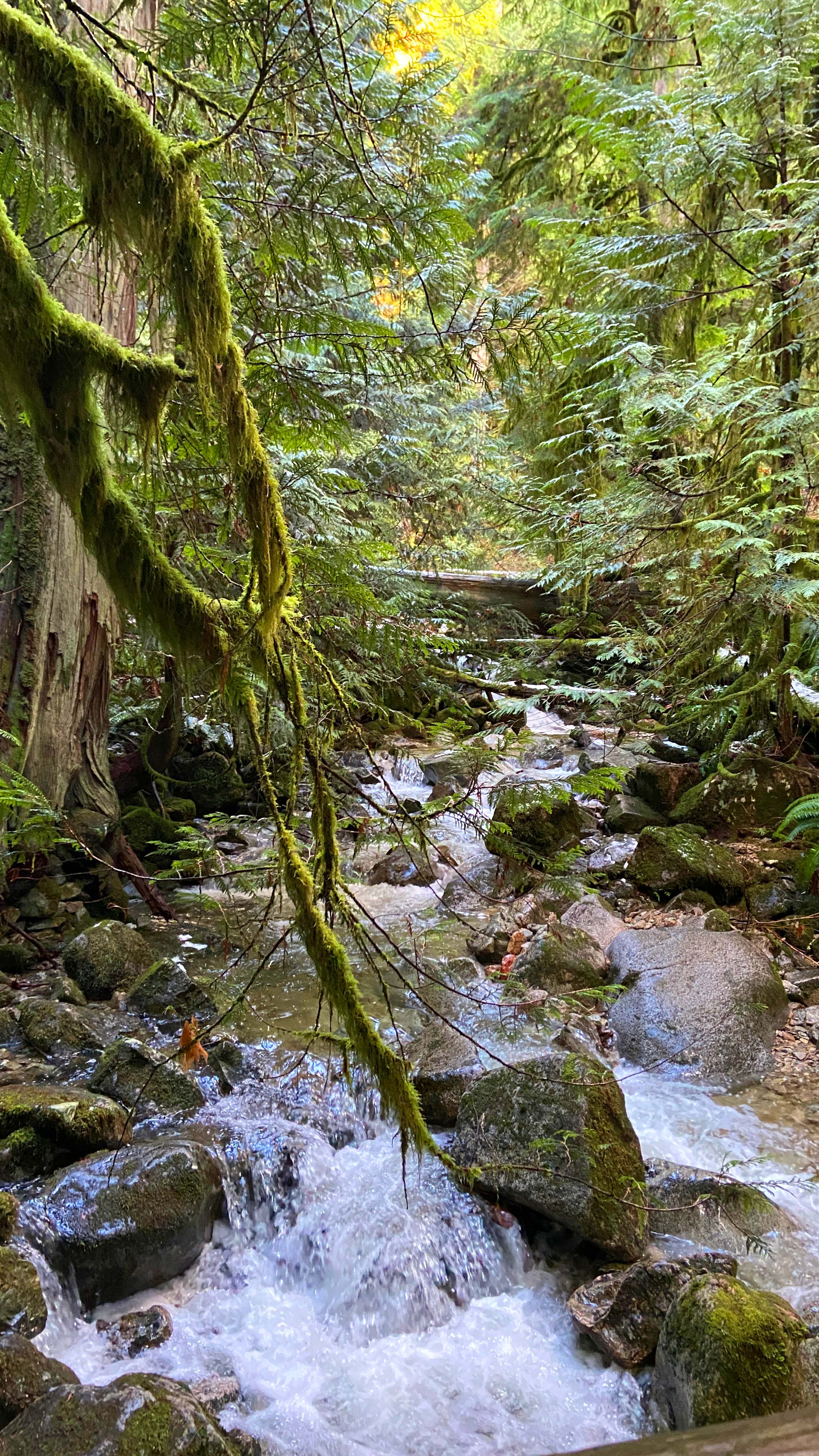 Ein dicht bewachsener Wald mit Wasserfall in Kanada