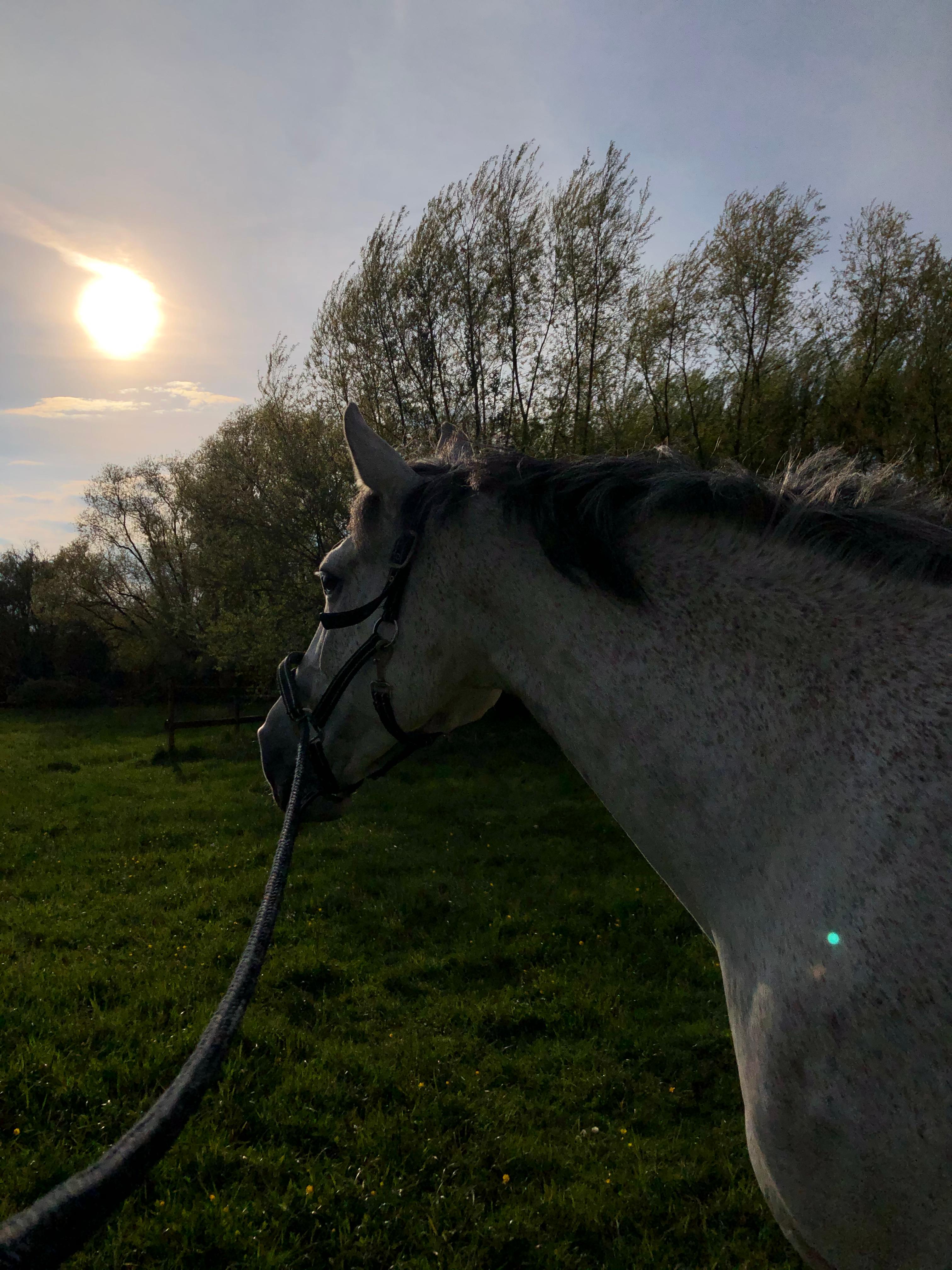 Reiten