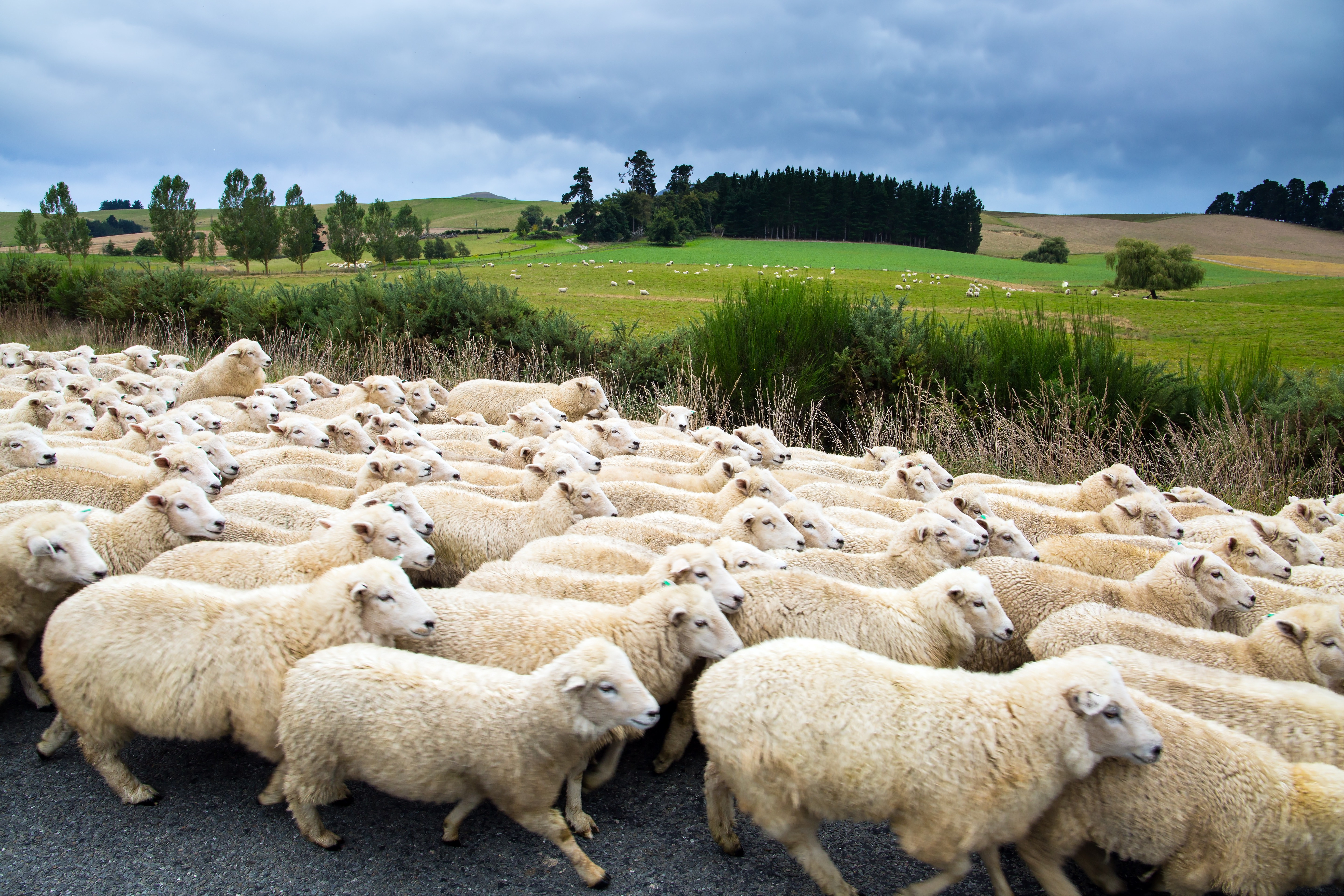 Schafe laufen eine Straße in Neuseeland entlang
