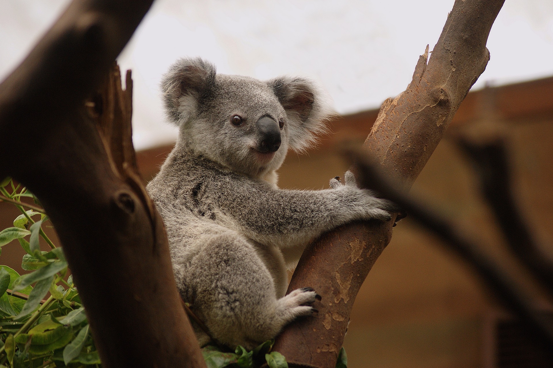 koala-3055832_1920